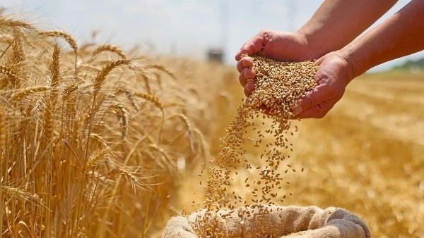 توريد 149 ألف طن قمح للشون والصوامع بسوهاج