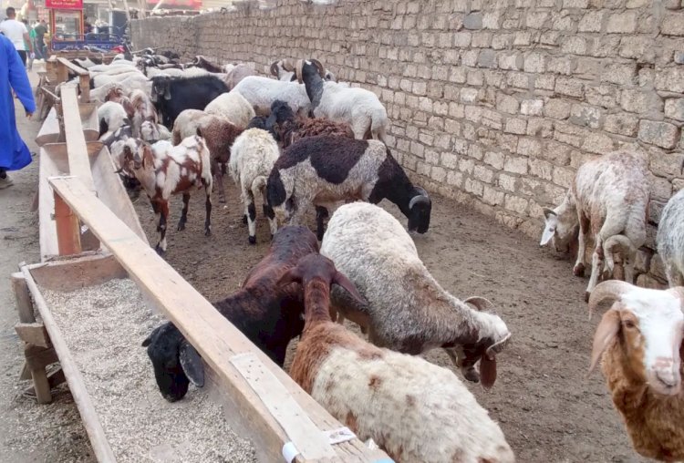 محافظة الجيزة تعلن حظر إقامة شوادر بيع الأضاحى بالشوارع الرئيسية والميادين
