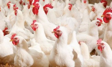 سعر الدواجن اليوم الثلاثاء في الأسواق