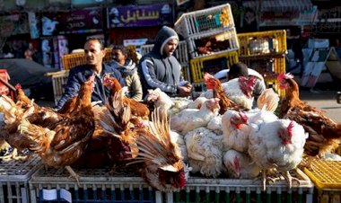 سعر الدواجن اليوم الإثنين في الأسواق