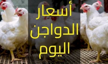 سعر الدواجن اليوم  الثلاثاء