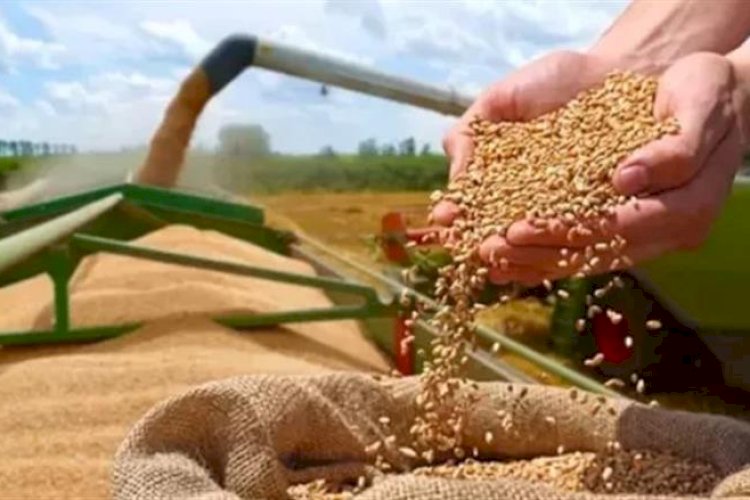 الزراعة: توريد أكثر من 4.3 مليون طن قمح بنسبة 86% من المستهدف حتى الآن