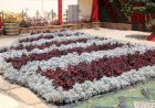 "الزراعة" تُعلن استمرار فعاليات معرض الزهور الدائم بالمتحف الزراعي في الدقي لدعم وتعزيز قطاع نباتات الزينة