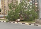 مصرع عامل إثر سقوط شجرة عليه أثناء سيره بصحبة زوجته فى الدقى