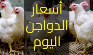 سعر الدواجن اليوم الاربعاء  في الأسواق