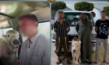 الداخلية تكشف ملابسات تحميل رأس ماشية بميكروباص