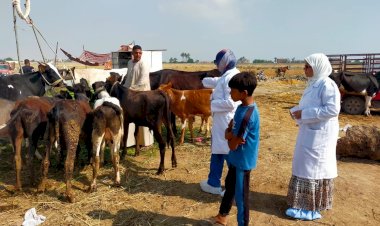 الزراعة" تكثف الترصد الوبائي لحماية الثروة الحيوانية: أكثر من 21 ألف زيارة ميدانية خلال يونيو