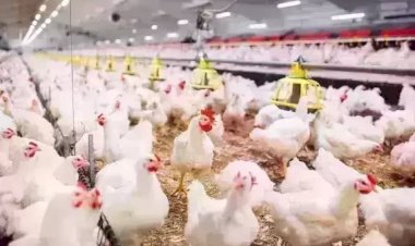 سعر الدواجن اليوم الإثنين في الأسواق