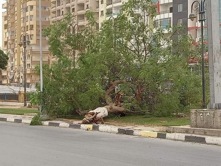 مصرع عامل إثر سقوط شجرة عليه أثناء سيره بصحبة زوجته فى الدقى