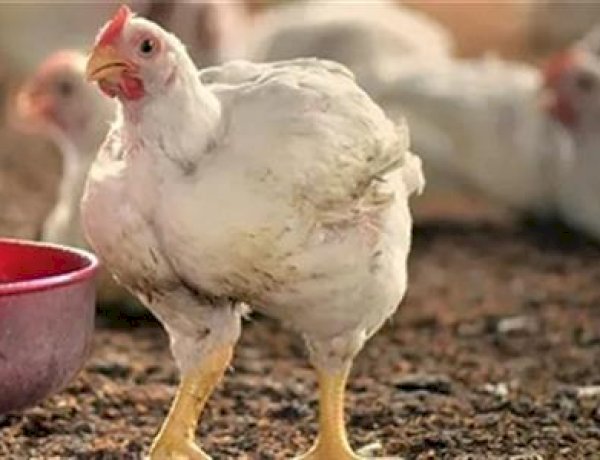 سعر الدواجن اليوم الإثنين في الأسواق
