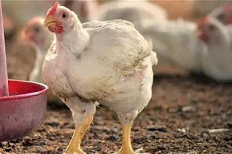سعر الدواجن اليوم الإثنين في الأسواق