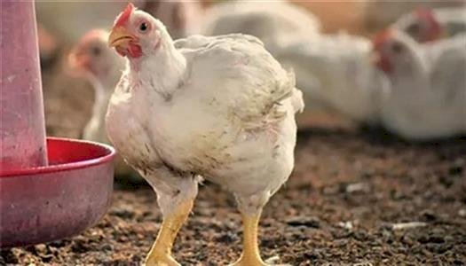 سعر الدواجن اليوم الإثنين في الأسواق