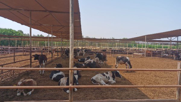 الزراعة: رعاية تناسلية لـ38 ألف رأس ماشية وتلقيح اصطناعي لأكثر من 41 ألفًا خلال يوليو