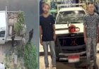 ضبط المتهمين بتقطيع أشجار الشوارع ونقلها بسيارة في الإسكندرية