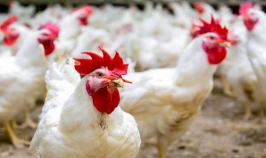 سعر الدواجن اليوم الجمعة 25 سبتمبر في الأسواق