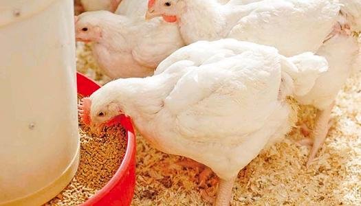 سعر الدواجن اليوم الأحد في الأسواق