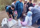«الزراعة» تقدم خدمات الرعاية التناسلية لأكثر من 42 ألف رأس ماشية والتلقيح الاصطناعي لنحو 46 ألف رأس خلال سبتمبر
