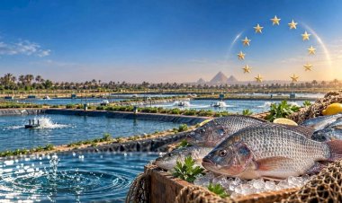 الاتحاد الأوروبي يدرج منتجات الاستزراع السمكي المصري ضمن قائمة الدول المصرح لها بالتصدير إلى أسواقه