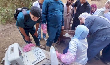 «الزراعة» تقدم خدمات الرعاية التناسلية لأكثر من 42 ألف رأس ماشية والتلقيح الاصطناعي لنحو 46 ألف رأس خلال سبتمبر
