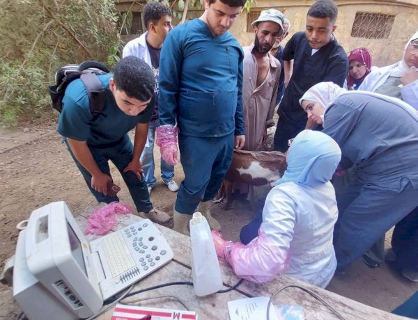 «الزراعة» تقدم خدمات الرعاية التناسلية لأكثر من 42 ألف رأس ماشية والتلقيح الاصطناعي لنحو 46 ألف رأس خلال سبتمبر