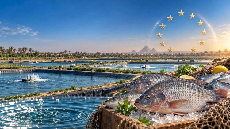 الاتحاد الأوروبي يدرج منتجات الاستزراع السمكي المصري ضمن قائمة الدول المصرح لها بالتصدير إلى أسواقه