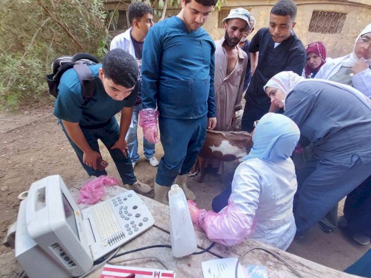 «الزراعة» تقدم خدمات الرعاية التناسلية لأكثر من 42 ألف رأس ماشية والتلقيح الاصطناعي لنحو 46 ألف رأس خلال سبتمبر